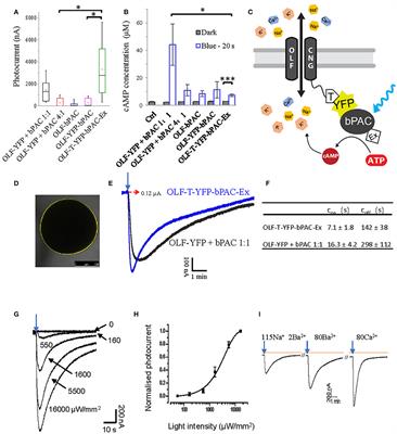 Synthetic Light-Activated Ion Channels for Optogenetic Activation and Inhibition